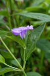 Limestone wild petunia